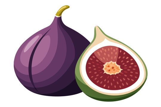 recommend clip art: Purple Fig Fruit Vector Illustration