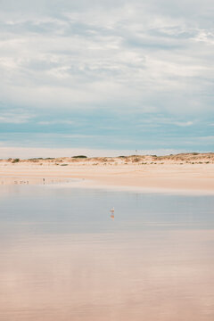 Lone seagull standing on wet sand on the beach at low tide with copy space