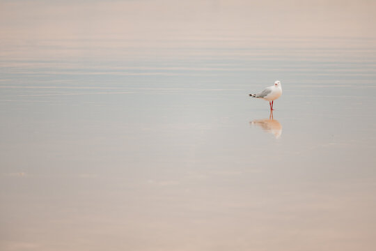Lone seagull standing on wet sand on the beach at low tide with copy space
