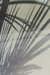 Abstract palm leaves and shadow summer background