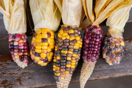 colourful heirloom popping corn with purple kernels freshly harvested from garden laid in row