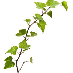 Fresh grape vine isolated on transparent or white background. A high resolution PNG image of Fresh grape vine.