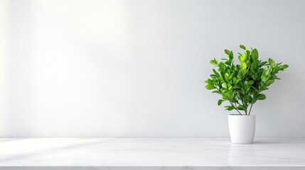 A green potted plant sitting on a white surface against a minimalist background, bright natural light, and indoor decor concept.
