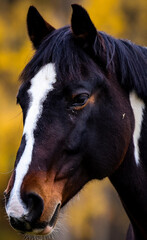 głowa konia  © beata