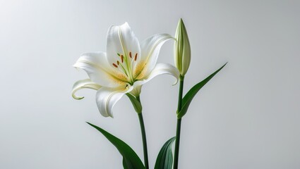 Naklejka premium White Lily displayed on a white background