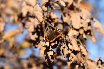 una farfalla vanessa atalanta in autunno