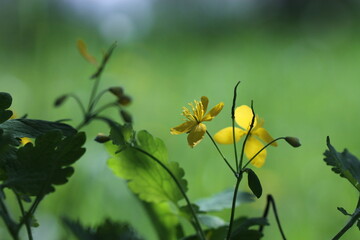 fiori gialli in primavera