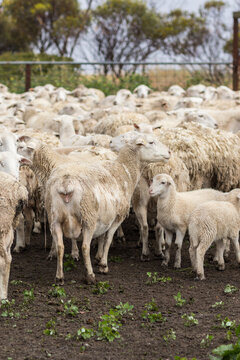 White dropper ewes and lambs in yard
