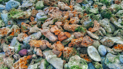 A collection of colorful coral reefs with various type and shape. Diverse species of coral reef 