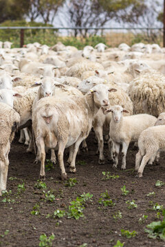 White dropper ewes and lambs in yard