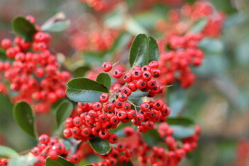 bacche al tramonto nel bosco