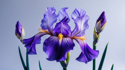 Violet iris blossom showcasing natural beauty