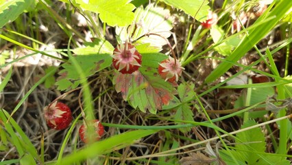 Wild strawberries grow among green grass in a vibrant forest setting during the sunny afternoon