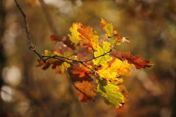 foglie nel bosco in autunno