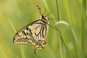 una farfalla macaone al tramonto