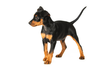 Cute pinscher puppy standing on white background and looks into the distance