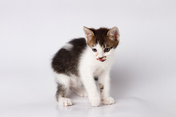 Black and white kitten with curious eyes and soft fur on a white background. A perfect image for pet care, animal-themed content, or advertising cute and lovable pets.
