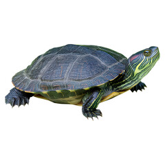 Fototapeta premium Colorful Realistic Turtle Illustrating Nature and Wildlife Diversity, isolated on transparent background.