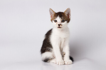 Black and white kitten with curious eyes and soft fur on a white background. A perfect image for pet care, animal-themed content, or advertising cute and lovable pets.