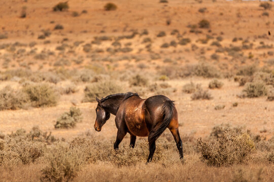 Horse in outback arid dry scrub land consisting of dry grass and salt bush