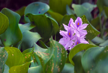 Water hyacinth, Pontederia crassipes, a highly invasive freshwater aquatic plant native to South America. It grows rapidly and threatens native vegetation.