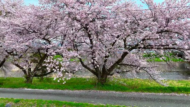 Shidarezakura in Bloom &ndash; A Serene Spring Scene in Rural Japan