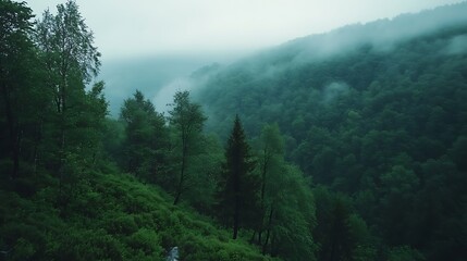 Obraz premium Misty Mountain Forest Landscape. (1)