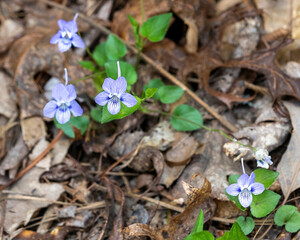 Several long-spurred violets, Viola rostrata, on the forest floor. A native wildflower with lilac...