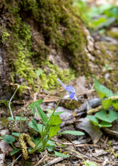 Obraz premium Long-spurred violet, Viola rostrata, a native wildflower with lilac and white flowers, and a long nectar spur in its natural habitat in the White Oak Sinks in GSMNP. Side view.
