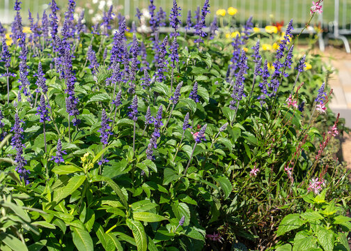 A flowerbed featuring a mass planting of purple mealycup sage, Salvia farinacea, mixed with pink guara.