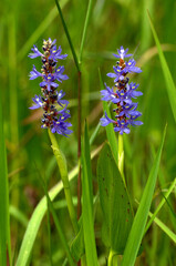 Pickerelweed, Pontederia cordata, is a native aquatic plant that grows in shallow wetlands and around lakes and ponds. It has spikes of blue-purple flowers and large lance-shaped leaves.