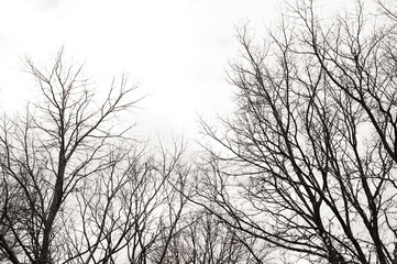 silhouetted winter trees with grey skies and no leaves