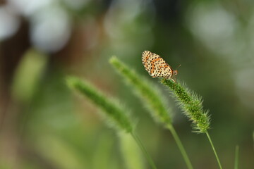 una farfalla melitaea al tramonto