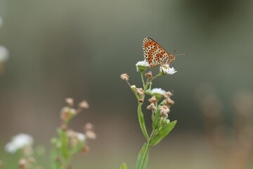 una farfalla melitaea al tramonto