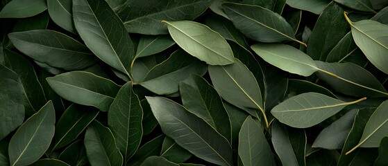 Fototapeta premium Dark Green Leaves Texture