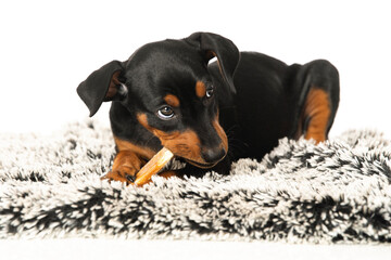 Puppy lying on a dog bed with a chew bone