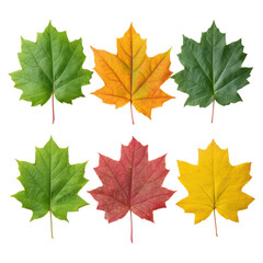 Vibrant Multicolored Maple Leaves in Various Stages of Change, isolated on transparent background.