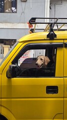 dog in a yellow taxi cab