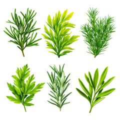 Fototapeta premium Fresh Green Herbs Collection on White Background for Culinary Use, isolated on transparent background.
