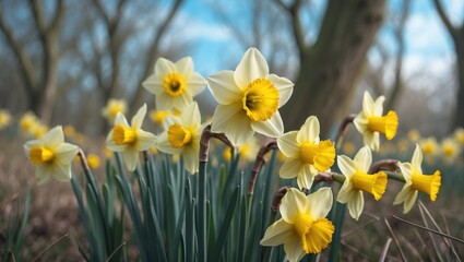 Fototapeta premium Joyful daffodils blooming freely in the wild