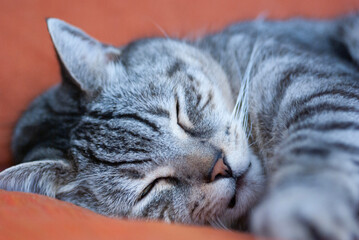 Schlafende grau getigerte Katze
