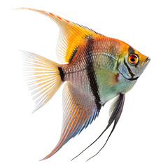 Fototapeta premium angelfish Fish in transparent background.Striking Colorful Angelfish Aquatic Life Vivid Fins Scales Tropical Fish