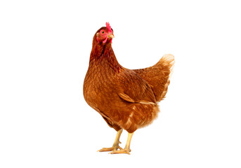 Fototapeta premium Brown Hen Farm Animal Image