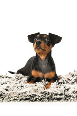 Cute puppy lying on a blanket and looks up