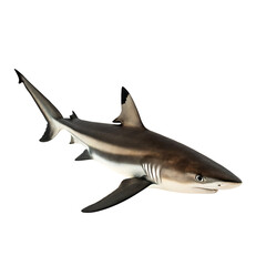 Fototapeta premium blacktip shark Fish in transparent background.A Stunning Blacktip Reef Shark Specimen against a Transparent background
