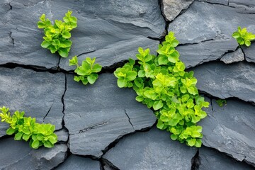 Small green plants thrive in cracked volcanic rock under soft light from above