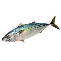 Fototapeta premium bonito Fish in transparent background.Freshwater Bonito Fish Isolated on Transparent background Seafood Market Product Photo