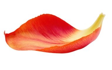 Red leaf with a yellow tip is shown on transparent or white background