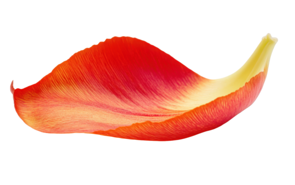 Red leaf with a yellow tip is shown on transparent or white background
