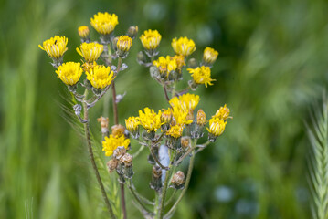 Crepis vesicaria